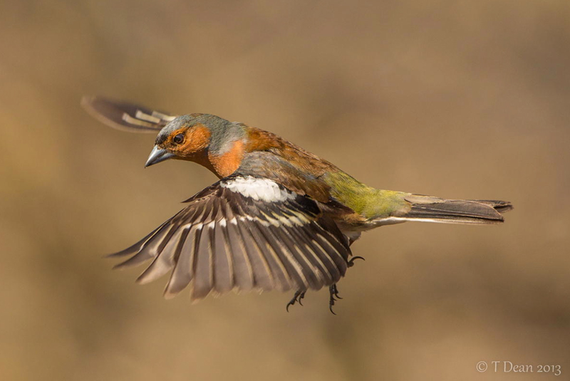 Illustration for article titled Amazing close-up photos capture war planes and birds' majesty in motion